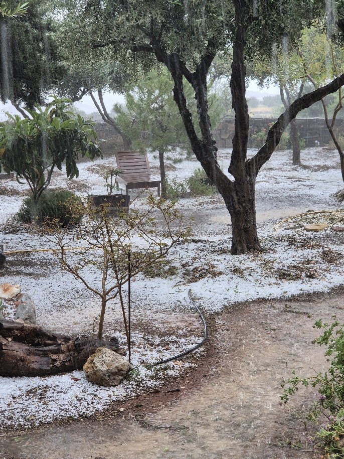 Hail under the olive trees